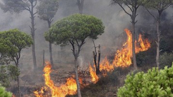 الجزائر تحترق.. من المسؤول؟