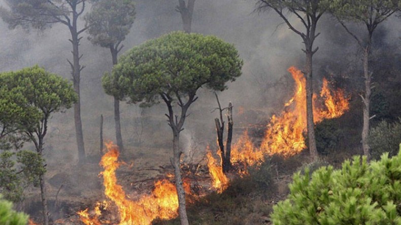 الجزائر تحترق.. من المسؤول؟