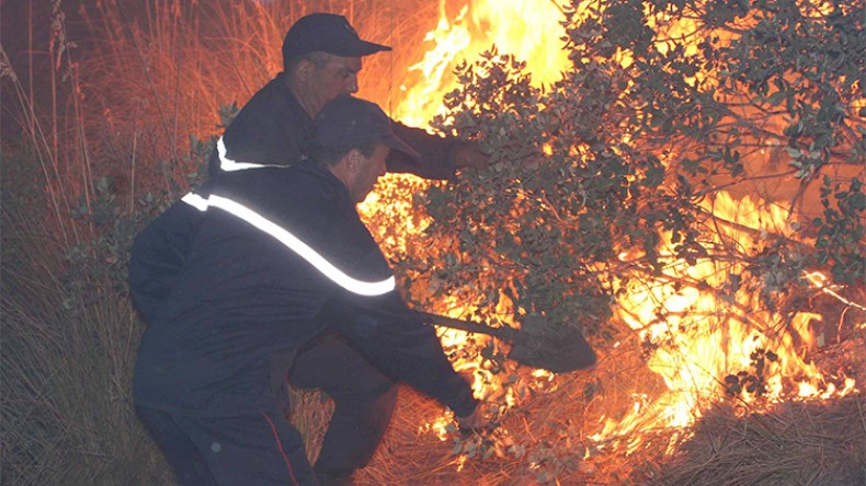 الحرائق تلتهم 313 هكتار من الغابات