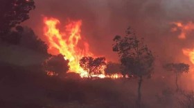 النيران تلتهم 200 هكتار من غابات سوق أهراس