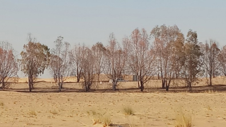 الحزام الأخضر يتعرض للتلف والموت البطيء أمام مرأى الجميع بالطيبات