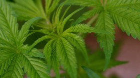 المغرب يسرح زراعة “الحشيش”