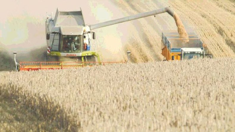 إنطلاق حملة الحصاد والدرس وانتظار لوفرة في إنتاج الحبوب