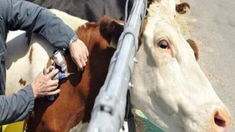 البياطرة يحذرون من انتقال المرض إلى الإنسان وتهديد الصحة العمومية