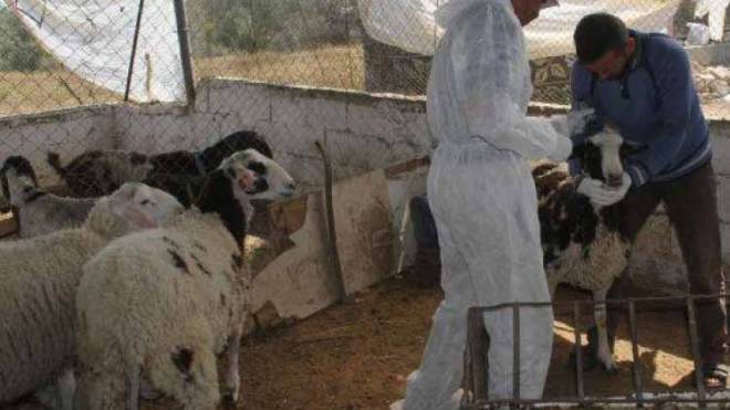 175 حالة للحمى المالطية لدى الإنسان و171 أخرى للشيمانيا بغرداية