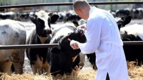 الحمى القلاعية تطرق أبواب تيزي وزو والفلاحون يستغيثون