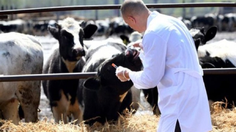 الحمى القلاعية تطرق أبواب تيزي وزو والفلاحون يستغيثون