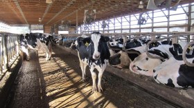 اكتشاف 95 حالة للحمى القلاعية في الأبقار بغرداية