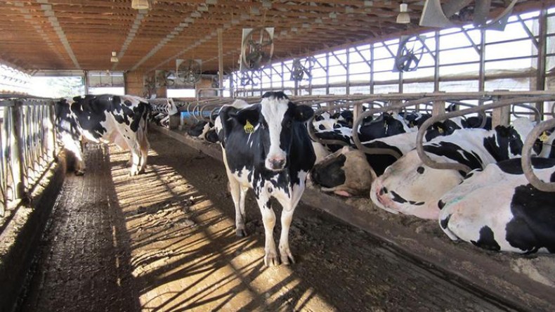 اكتشاف 95 حالة للحمى القلاعية في الأبقار بغرداية