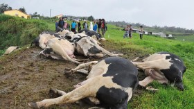 خطة استعجالية وخلايا مراقبة لمحاصرة “الحمى القلاعية” بولايات الشرق