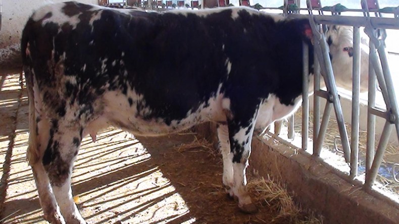 تسجيل 5 حالات إصابة بداء الحمى القلاعية للأبقار بتيبازة 