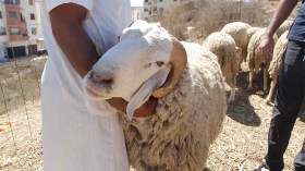 الحمى القلاعية وتعفن اللحوم يفخخان عيد الأضحى