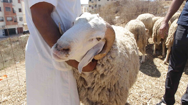 الحمى القلاعية وتعفن اللحوم يفخخان عيد الأضحى