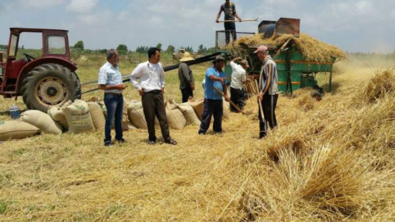 أزمة تخزين الحبوب ترغم الفلاحين على المبيت في العراء بسطيف