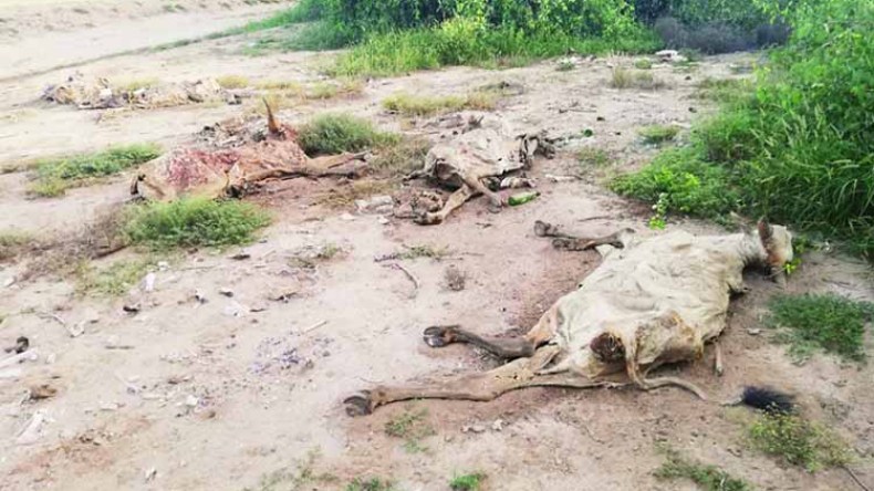 جثث حيوانات نافقة تنذر بكارثة صحية في البويرة
