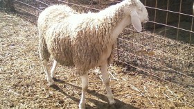 خرفان خبزيست