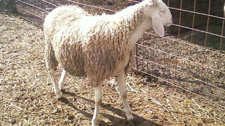 خرفان خبزيست