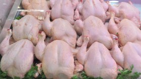 “خلـّيه يفوح”.. حملة جديدة لكسر أسعار الدجاج