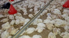 حريق يتسبب في نفوق 12 ألف دجاجة بمستثمرة فلاحية في بلعباس