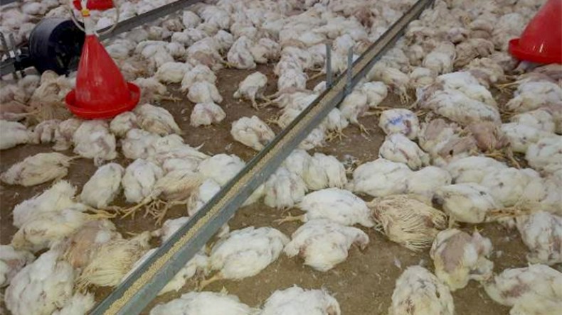 حريق يتسبب في نفوق 12 ألف دجاجة بمستثمرة فلاحية في بلعباس