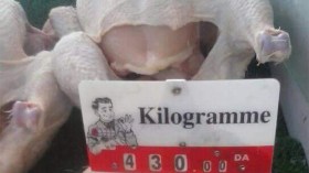 حتى الجاج “حاشاكم”!