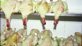 حجز قرابة 6 قناطير من الدجاج الفاسد في عين الحجل بالمسيلة