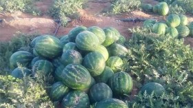 وفرة إنتاج الدلاع تكسر الأسعار بإيليزي وتمنراست