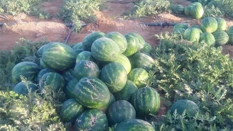 وفرة إنتاج الدلاع تكسر الأسعار بإيليزي وتمنراست