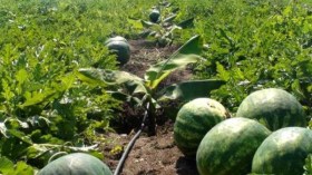 منتجو البطيخ الأحمر بزاوية كنتة يدقون ناقوس الخطر