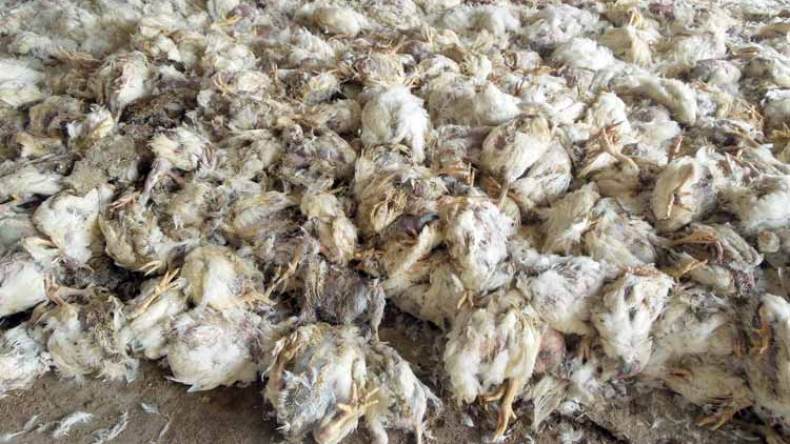 داء “نيوكاسل” يتسبب في نفوق آلاف الدواجن بسيدي بلعباس