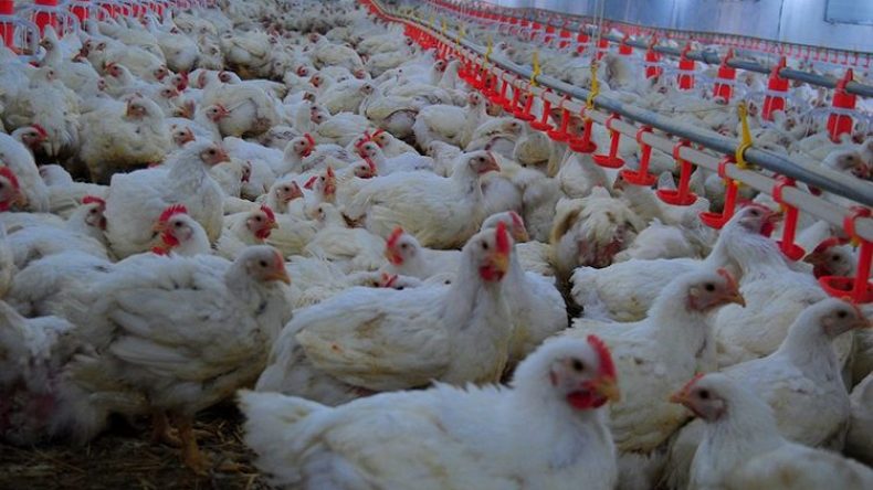 20 مليون جرعة لقاح لحماية ثروة الدواجن من إنفلونزا الطيور