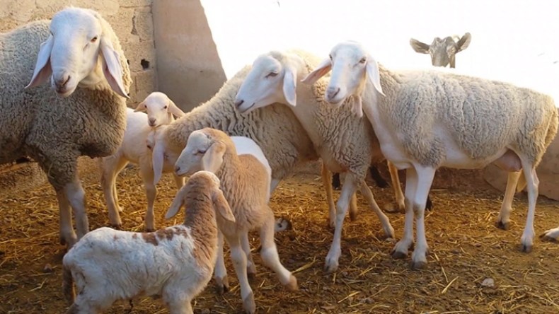 أسعار “الرخلة” تغري العائلات محدودة الدخل وتشجعها على اقتنائها