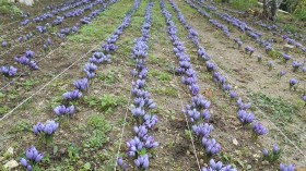 هكذا انتعشت قرى فقيرة في الجزائر بفضل زراعة “الذهب الأحمر”