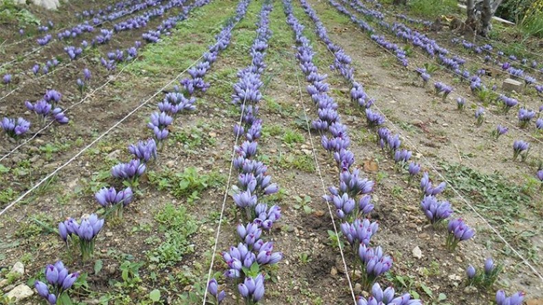 هكذا انتعشت قرى فقيرة في الجزائر بفضل زراعة “الذهب الأحمر”