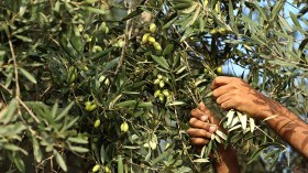 نساء وأطفال يتورطون في سرقة الزيتون بقرى البويرة