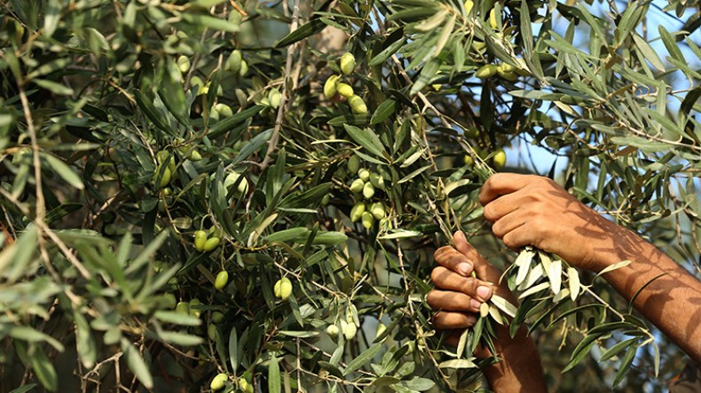 نساء وأطفال يتورطون في سرقة الزيتون بقرى البويرة