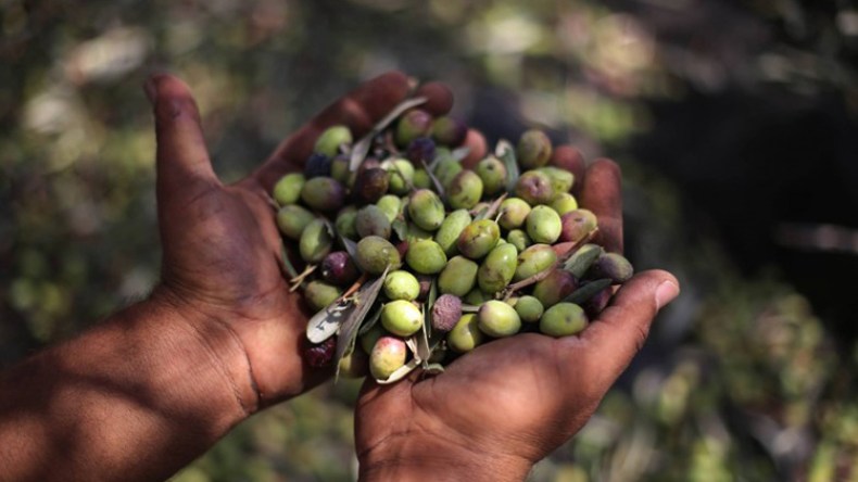 ترك حبات الزيتون على الأغصان للطيور وتزكية الزيت للفقراء