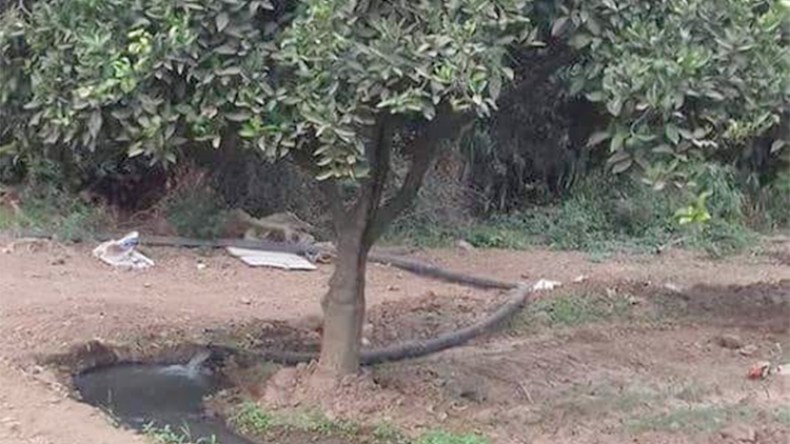 اكتشاف بستان في خنشلة مسقي بمياه الصرف الصحي