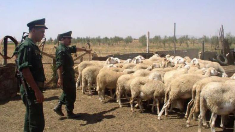 تفكيك عصابة تستهدف الموالين والتجار بباتنة