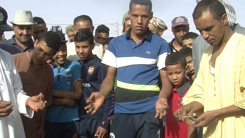 السقا.. مروّض العقارب الذي جمع بين العلاج والفرجة في البيّض!