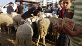 سماسرة الكباش يحتلون المدن!