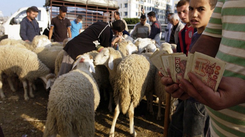 سماسرة الكباش يحتلون المدن!