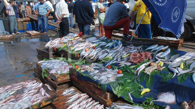 أزمة سمك وارتفاع سعر السردين إلى 600 دينار لهذا السبب