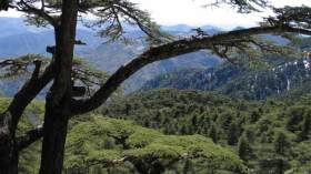 جمال وسحر المنطقة السياحية للشريعة يبهر الكشافة العرب