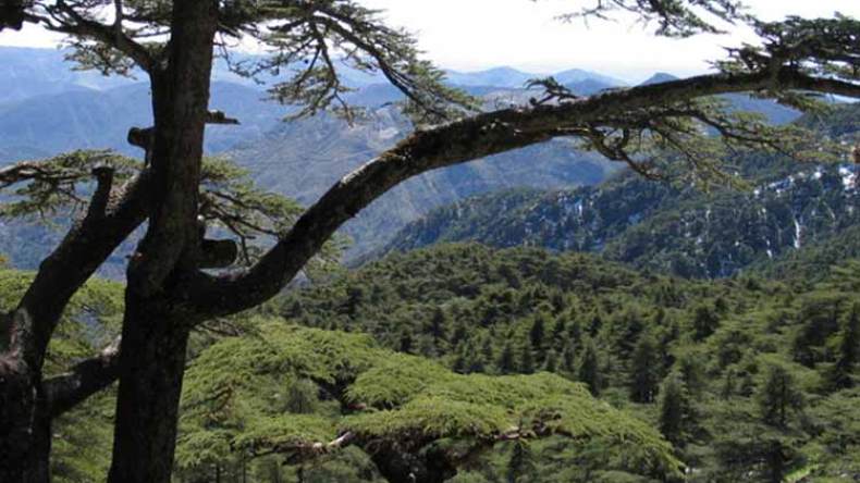 جمال وسحر المنطقة السياحية للشريعة يبهر الكشافة العرب