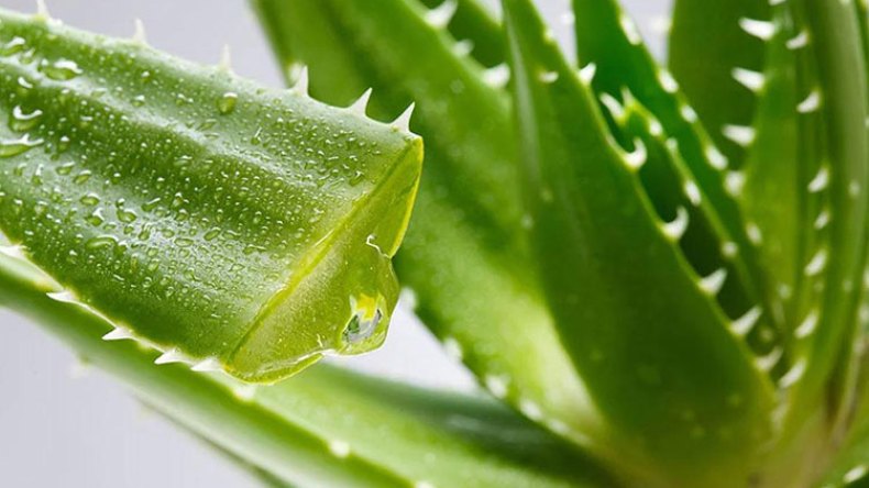 هذه النبتة السحرية ستخلصك من مشاكل البشرة والشعر!