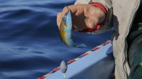 الجنون المباح  في مغازلة عمق البحر