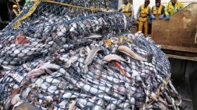 بارونات تستغل الظرف الاستثنائي لفرض سيطرتها على سوق السمك