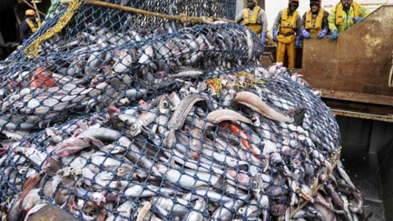 بارونات تستغل الظرف الاستثنائي لفرض سيطرتها على سوق السمك