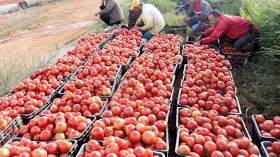 الوادي: تراجع أسعار الطماطم إلى 70 دج في سوق الجملة ببلدية المقرن في ظل وفرة الإنتـــاج